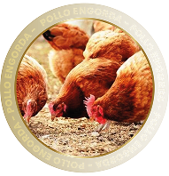 POLLO ENGORDA