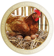 POLLITA POSTURA