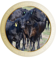 DESARROLLO 17