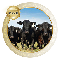 POTRERO PLUS