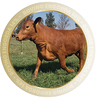 BOVINO ENGORDA 14%
