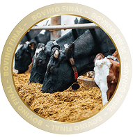 BOVINO FINAL