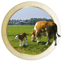 BOVINO LECHERO MAX