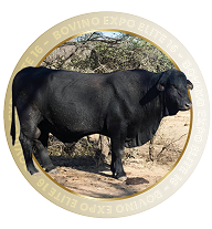 BOVINO EXPO ELITE 16