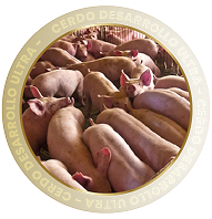CERDOS DESARROLLO ULTRA