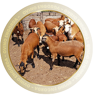 OVINO ENGORDA