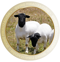 OVINO FINALIZACIÓN