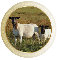  OVINO REPRODUCTOR