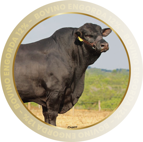 BOVINO ENGORDA 12%