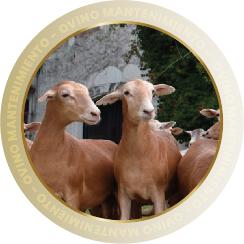  OVINO MANTENIMIENTO