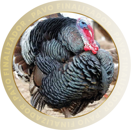 PAVO FINALIZADOR